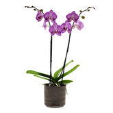 Phalaenopsis Budapest Ø12 - 