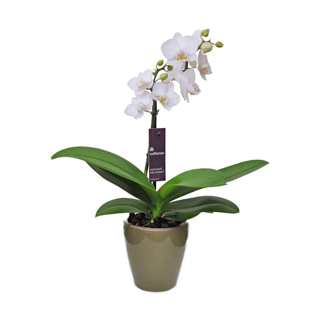 Phalaenopsis Mignon - 