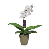 Phalaenopsis Mignon - 