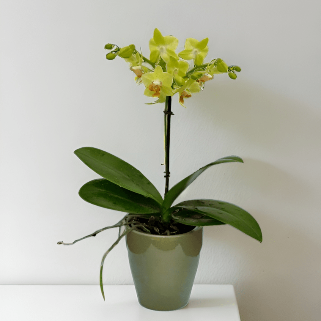 Phalaenopsis Mignon - 
