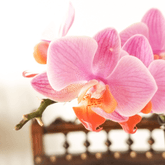 Phalaenopsis Mignon - 