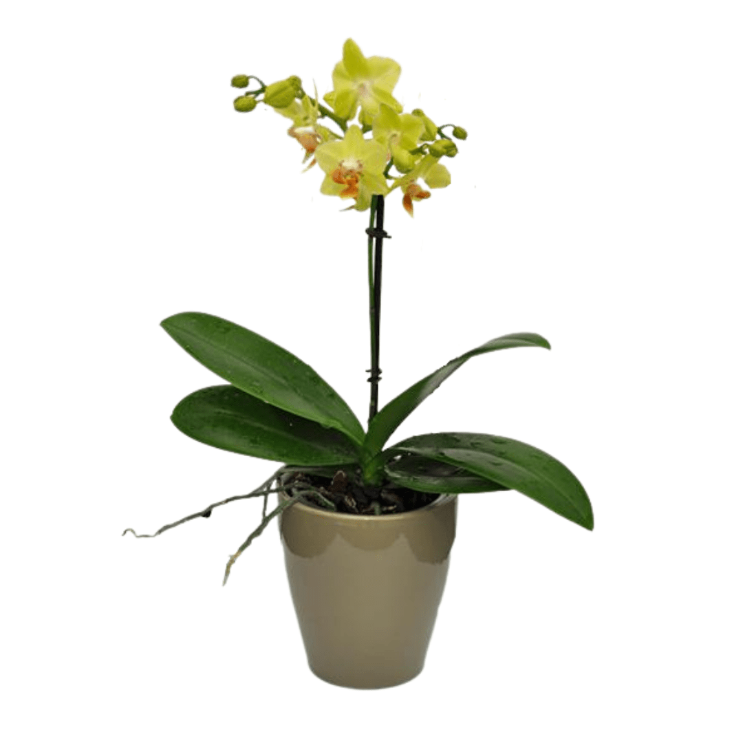 Phalaenopsis Mignon - 