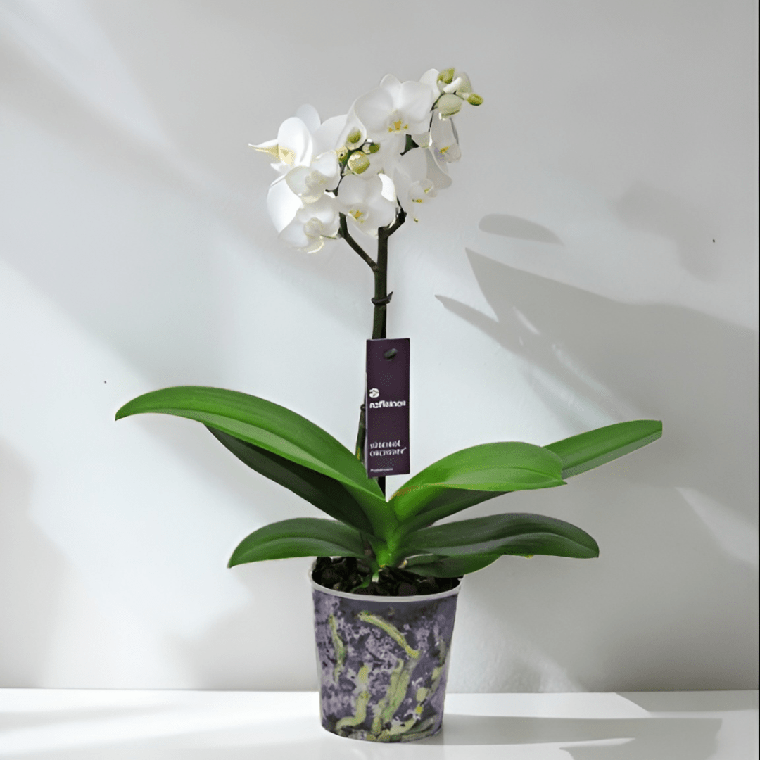 Phalaenopsis Mignon - 