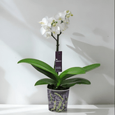 Phalaenopsis Mignon - 