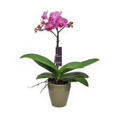 Phalaenopsis Mignon - 