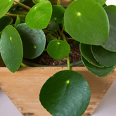 Pilea Peperomioides Ø9 - 