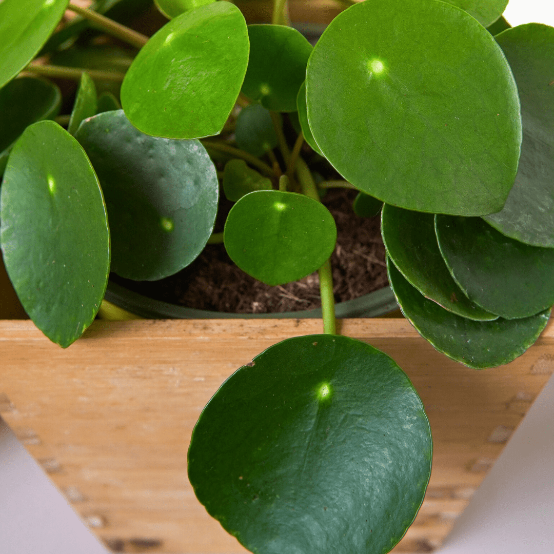 Pilea Peperomioides Ø9 - 