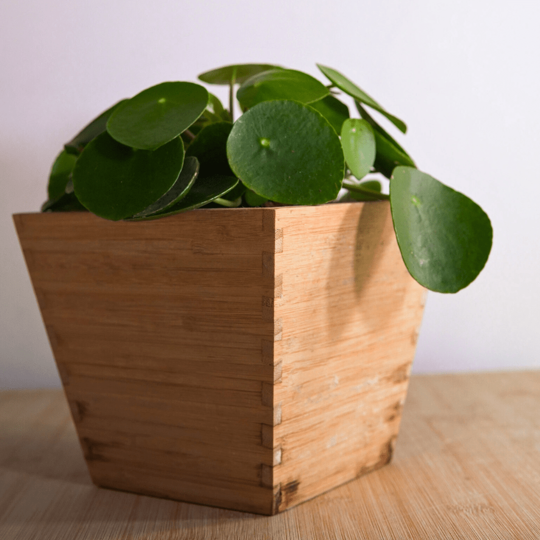 Pilea Peperomioides Ø9 - 