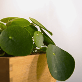 Pilea Peperomioides Ø9 - 