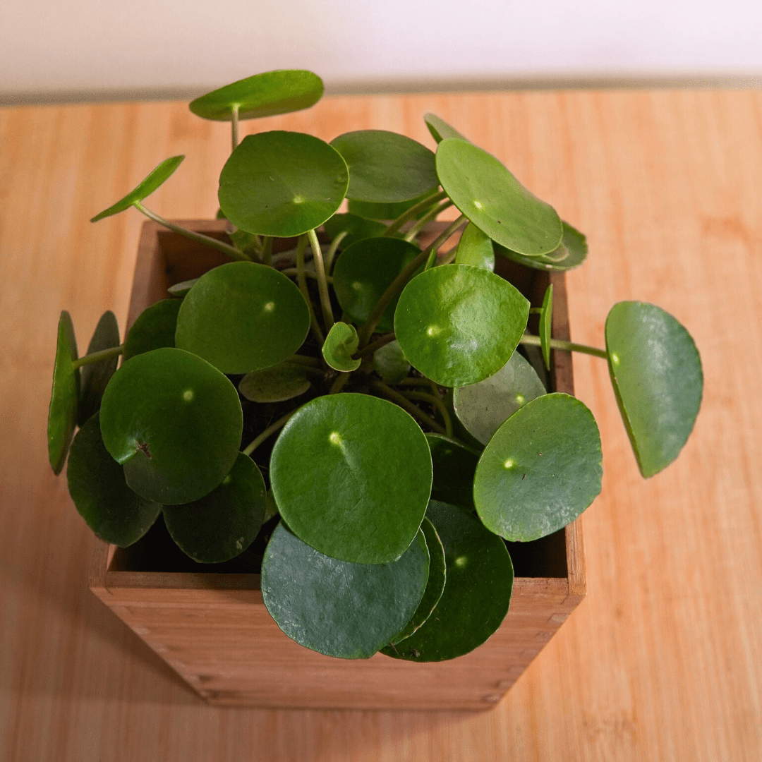 Pilea Peperomioides Ø9 - 