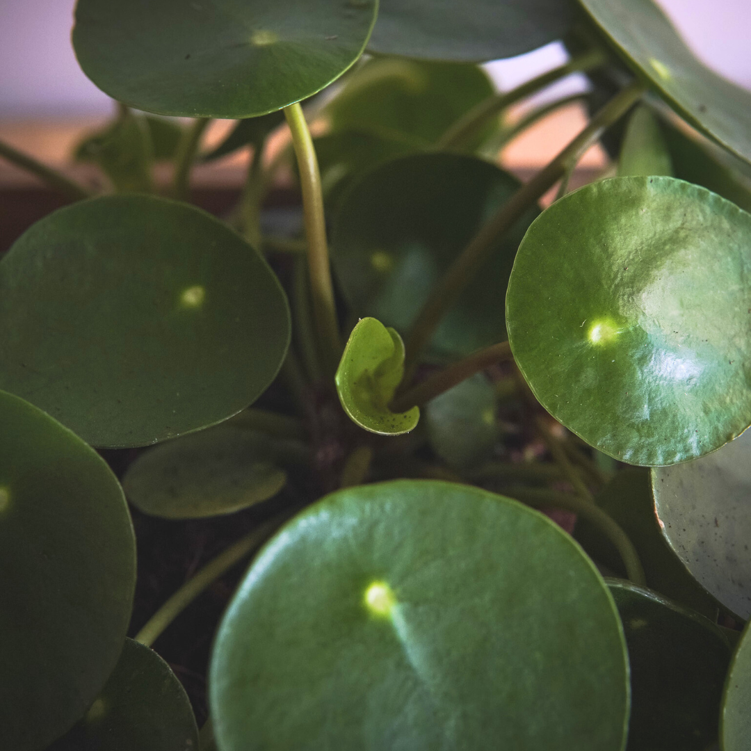 Pilea Peperomioides Ø9 - 