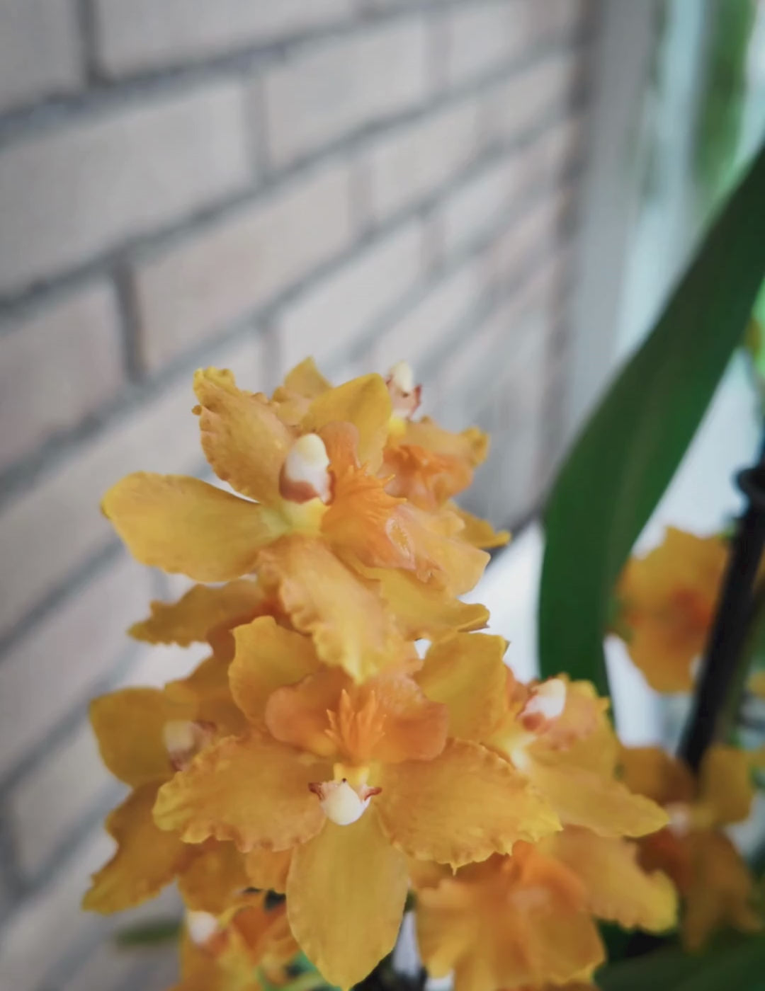 Odontocidium Birgit
