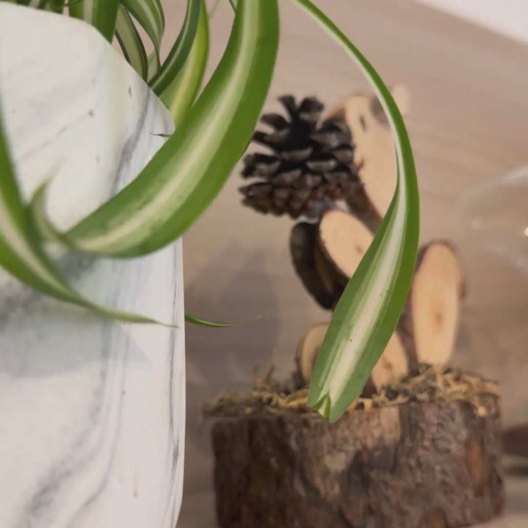 Chlorophytum Bonnie Ø9
