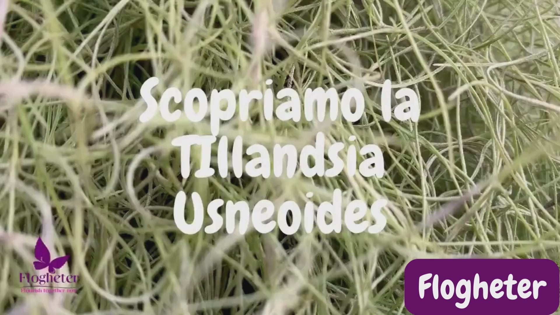 Ladda video: 