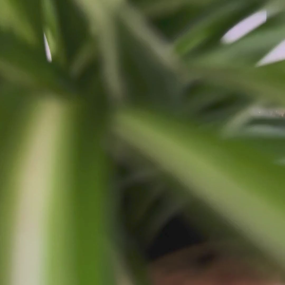 Chlorophytum Bonnie Ø9