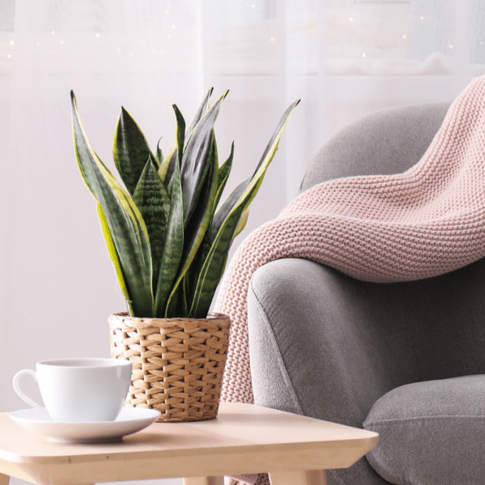 Sansevieria "Futura"