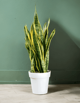 Sansevieria Laurentii - 