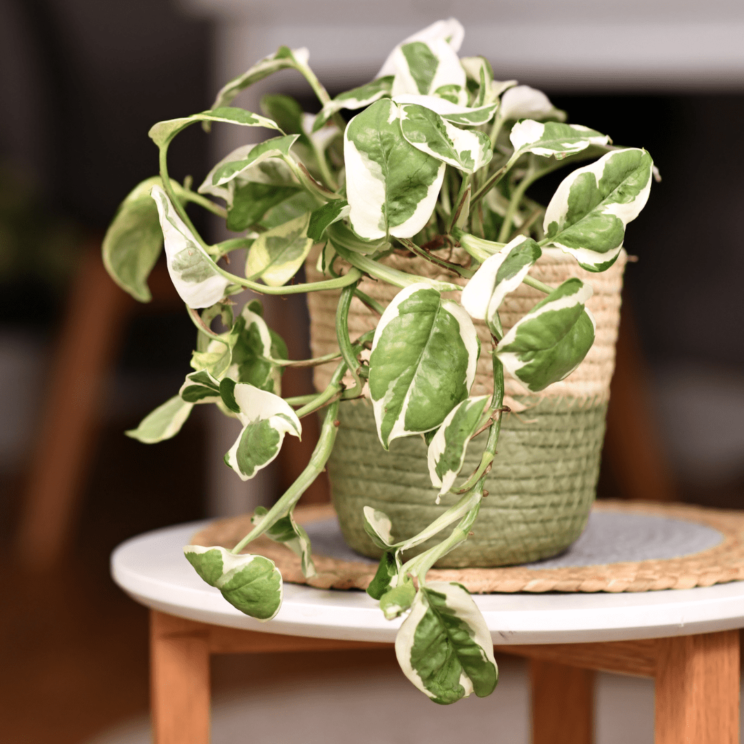 Scindapsus N&
