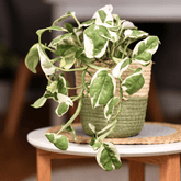 Scindapsus N&