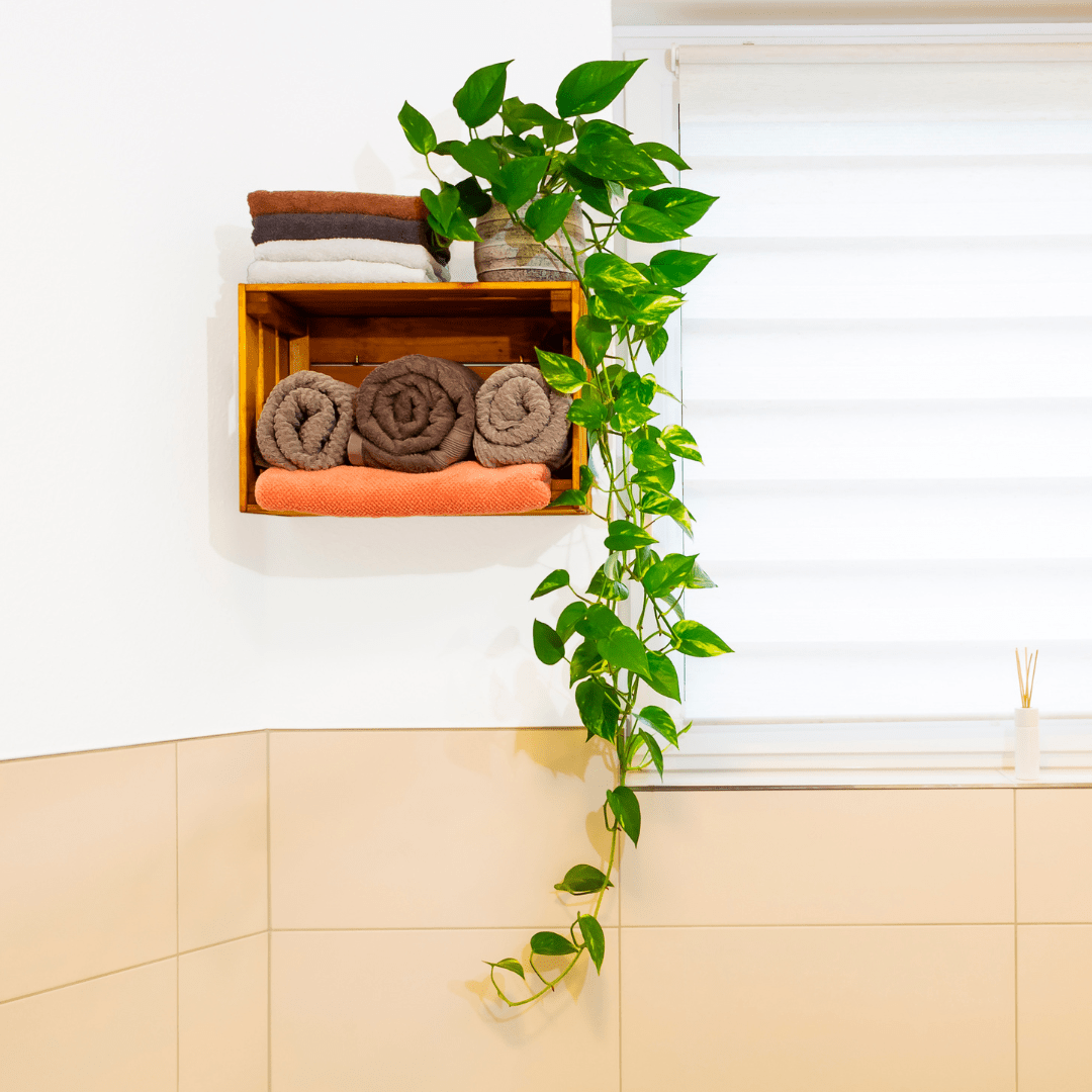 Scindapsus Pothos Aureum Ø18 Baschet - 