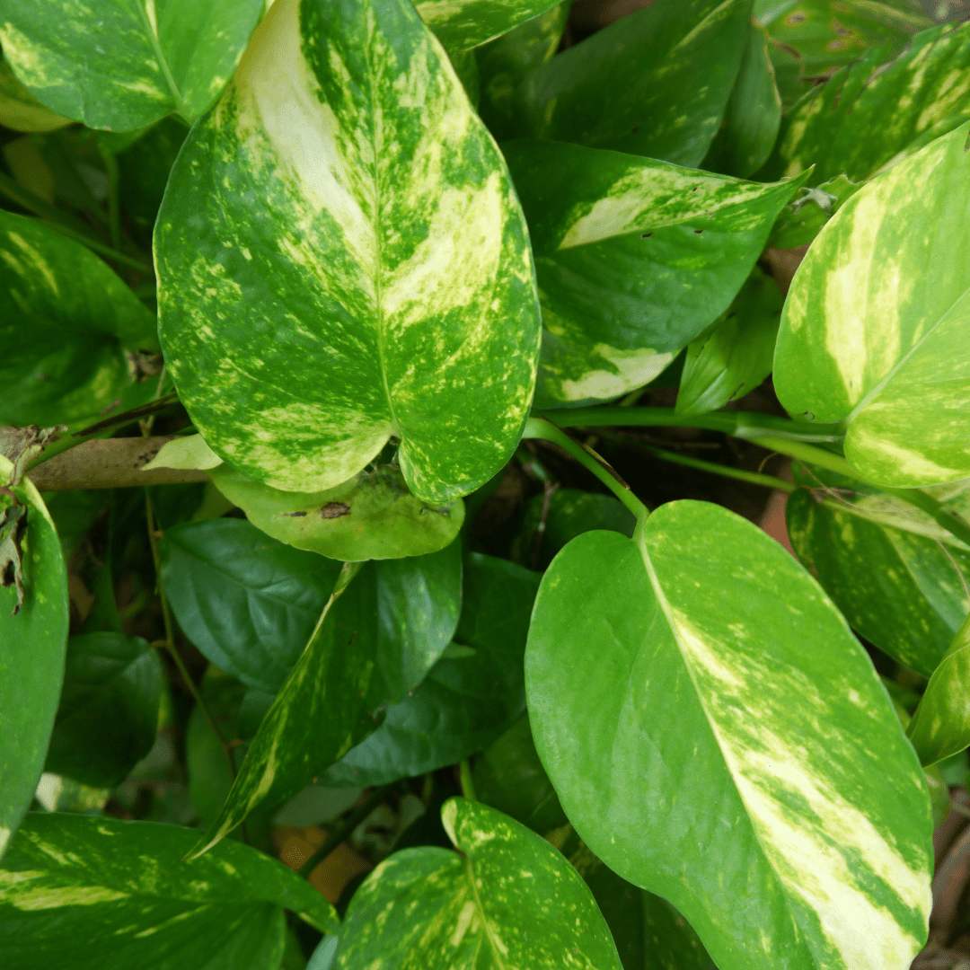 Scindapsus Pothos Aureum Ø18 Baschet - 