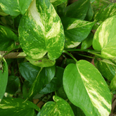 Scindapsus Pothos Aureum Ø18 Baschet - 