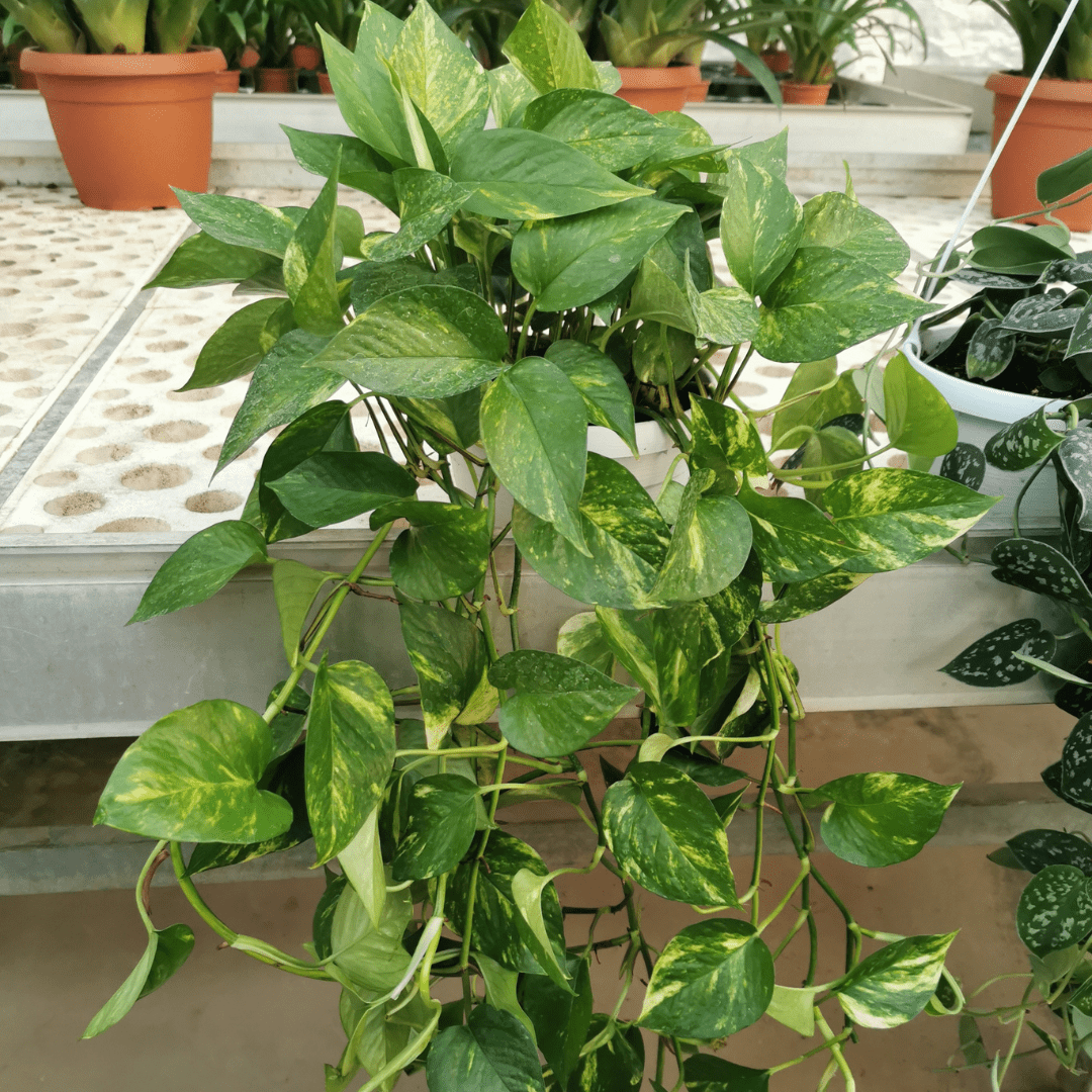 Scindapsus Pothos Aureum Ø18 Baschet - 