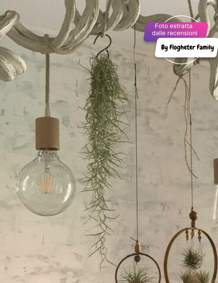 Tillandsia Usneoides - 