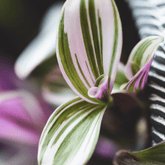 Tradescantia Albiflora Nanouk Ø18 Baschet - 