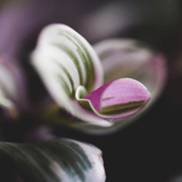 Tradescantia Albiflora Nanouk Ø18 Baschet - 