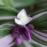 Tradescantia Albiflora Nanouk Ø18 Baschet - 