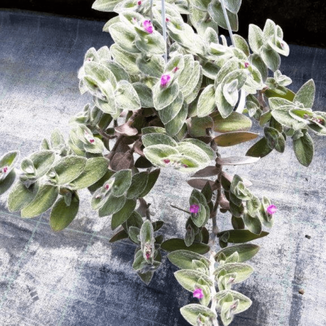 Tradescantia Sillamontana Pelosa Ø18 Baschet - 