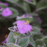 Tradescantia Sillamontana Pelosa Ø9 - 
