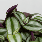 Tradescantia Zebrina Hill Ø18 Baschet - 