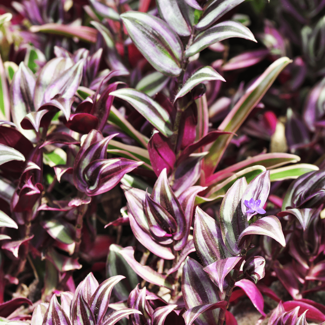 Tradescantia Zebrina Hill Ø18 Baschet - 
