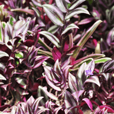 Tradescantia Zebrina Hill Ø18 Baschet - 