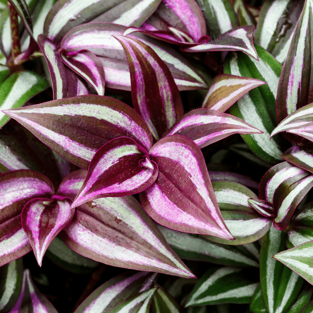 Tradescantia Zebrina Hill Ø18 Baschet - 