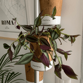 Tradescantia Zebrina Hill Ø18 Baschet - 