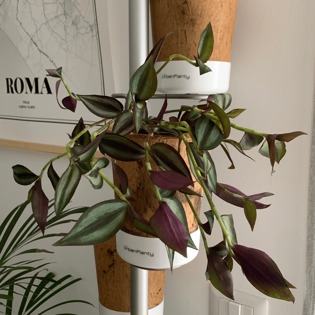 Tradescantia Zebrina Hill Ø18 Baschet - 