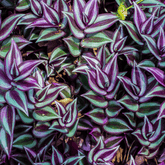 Tradescantia Zebrina Hill Ø18 Baschet - 