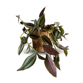 Tradescantia Zebrina Hill Ø18 Baschet - 