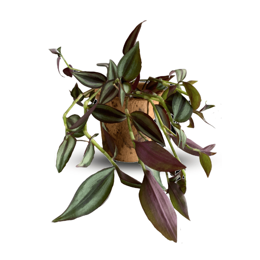 Tradescantia Zebrina Hill Ø18 Baschet - 