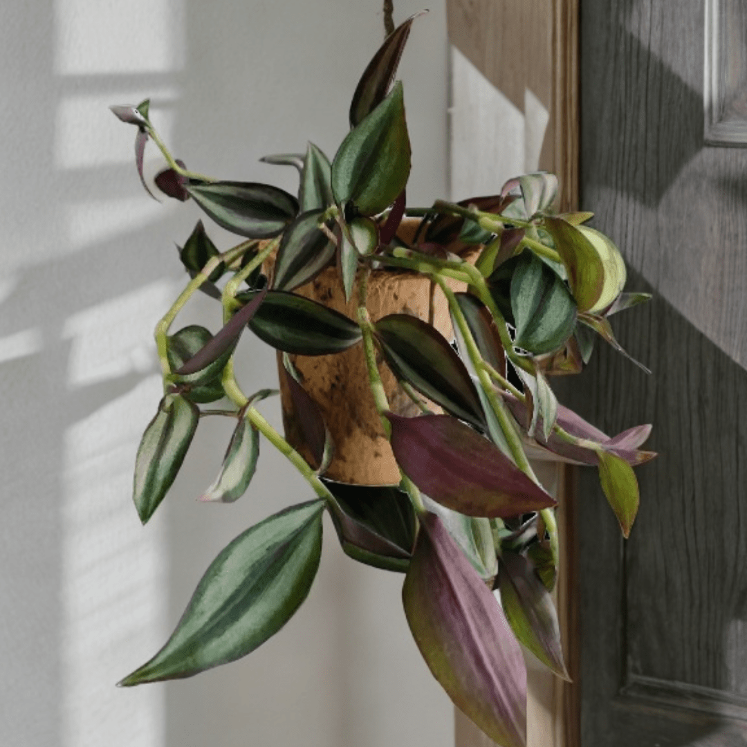 Tradescantia Zebrina Hill Ø18 Baschet - 