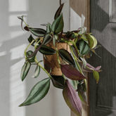 Tradescantia Zebrina Hill Ø18 Baschet - 