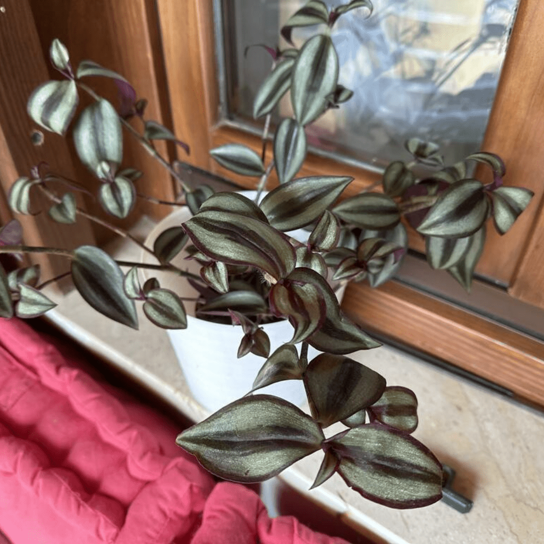 Tradescantia Zebrina Hill Ø18 Baschet - 