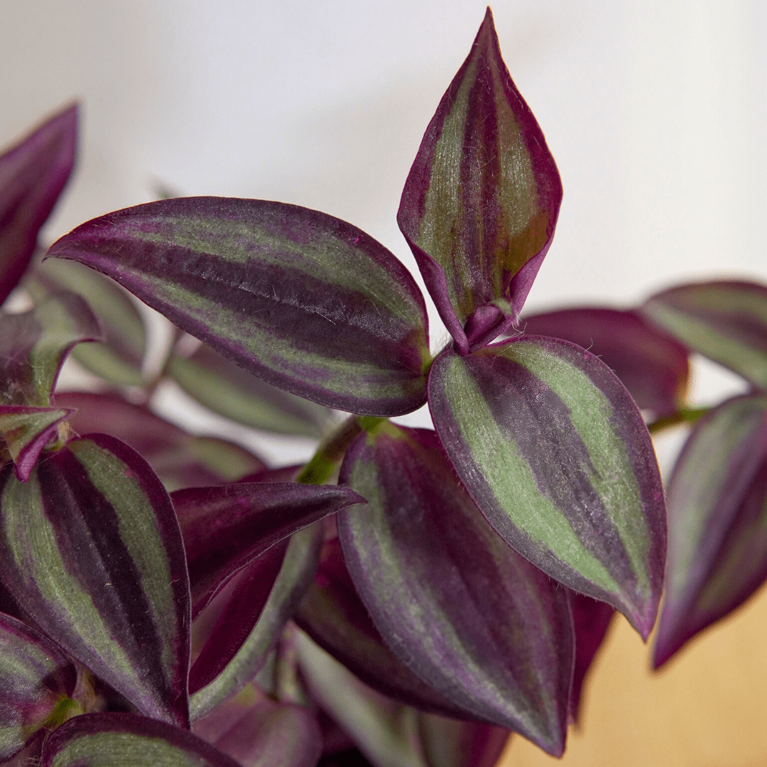 Tradescantia Zebrina Hill Ø9 - 