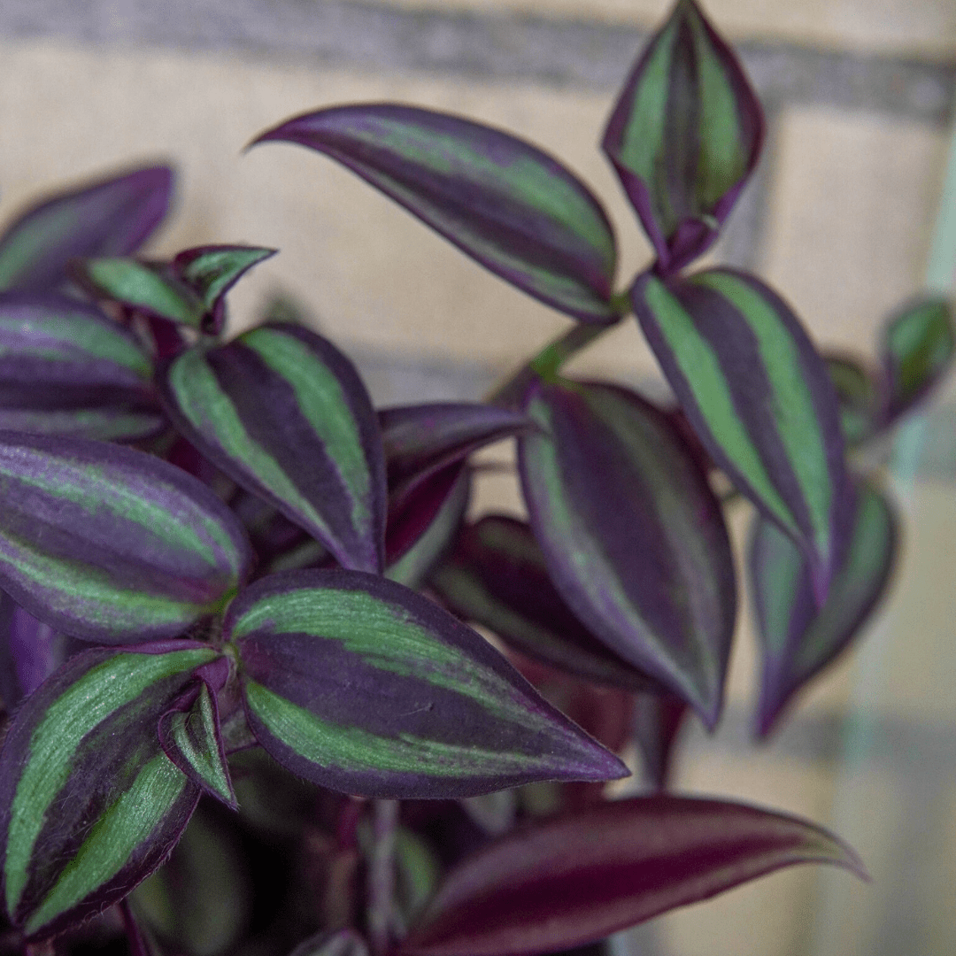 Tradescantia Zebrina Hill Ø9 - 