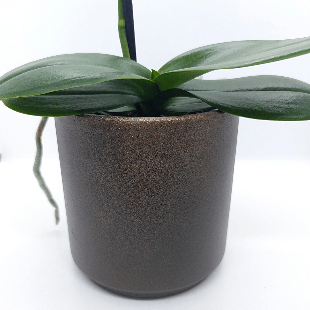 Vaso Ceramica "Capri" - 