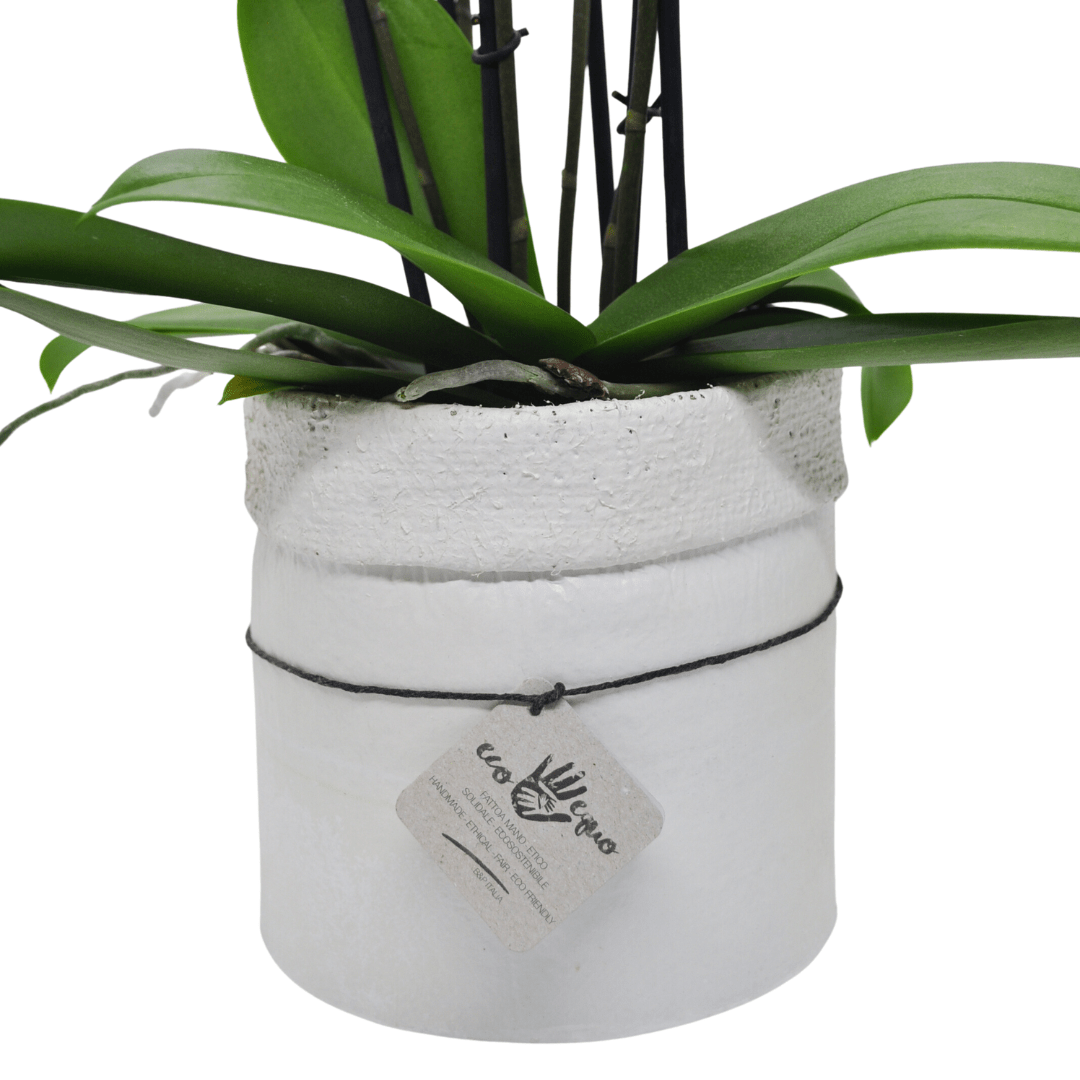 Vaso Collezione "Puglia" - 