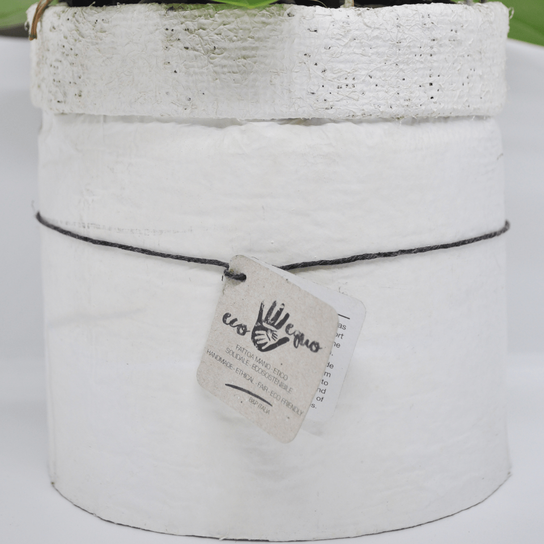 Vaso Collezione "Puglia" - 